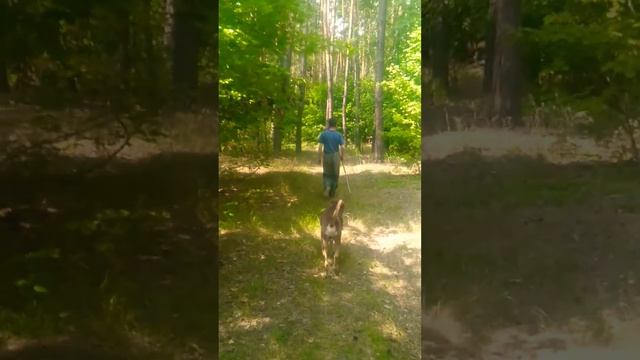 Лесная тропинка смотреть онлайн