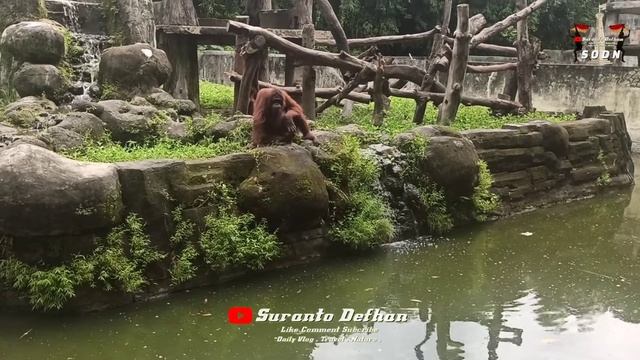 ORANGUTAN DI GEMBIRA LOKA ZOO #gembiralokazoo #wisatajogja #zoo смотреть онлайн