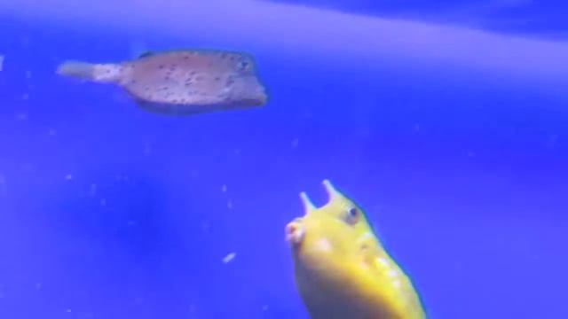 Рогатый кузовок смотреть онлайн