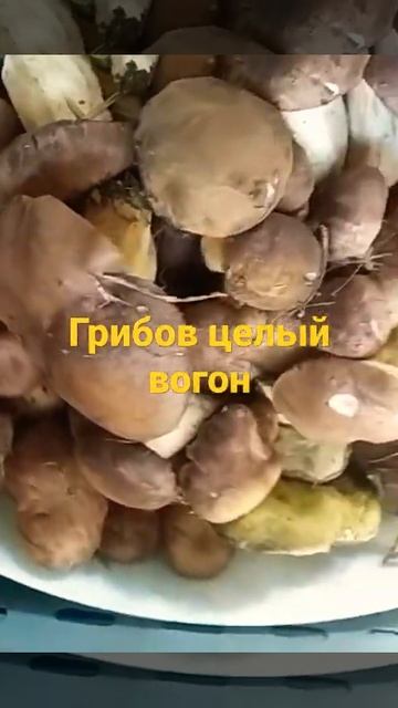 Грибов много Луганская область октябрь 2021г смотреть онлайн