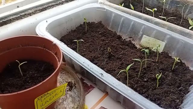 всё подрастает💝снег растаял🤗стихи для вас👍покупочки🌞