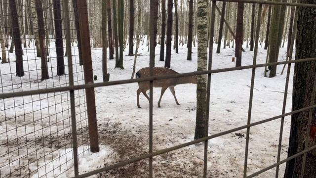Путешествие к пятнистым оленям, экологическая тропа Копорье. смотреть онлайн