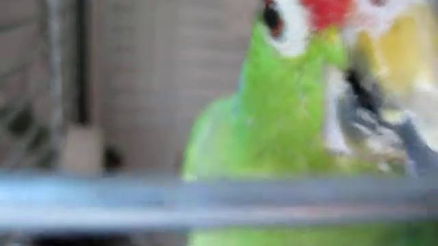 Марго амазон кушает лакомство смотреть онлайн