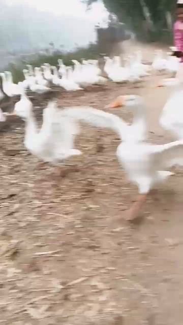 🦢🦢#shortvideo смотреть онлайн