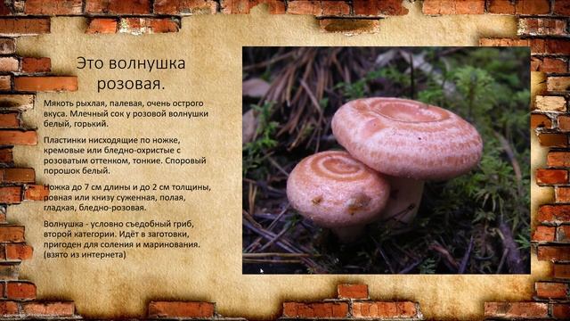 Грибы. смотреть онлайн