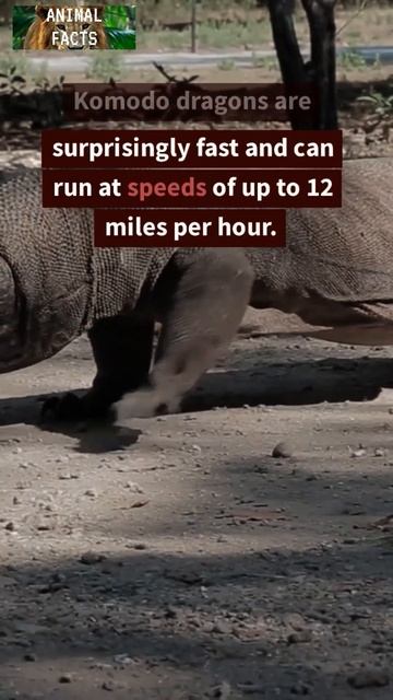 Can their saliva kill humans??! KOMODO DRAGONS #shorts PLEASE LIKE & SUBSCRIBE #new #viral #facts смотреть онлайн