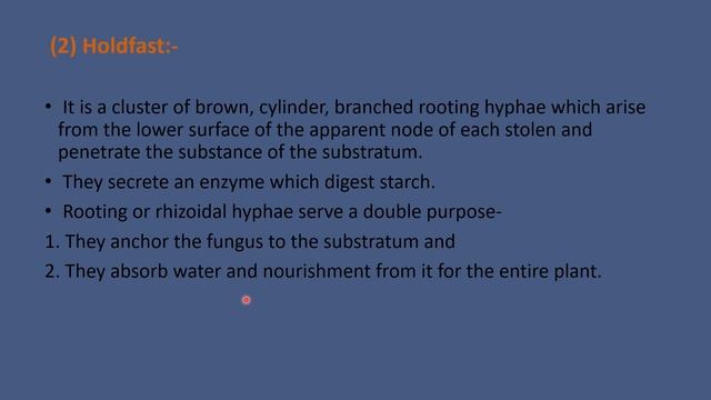 RHIZOPUS || vegetative and reproductive details || botany смотреть онлайн