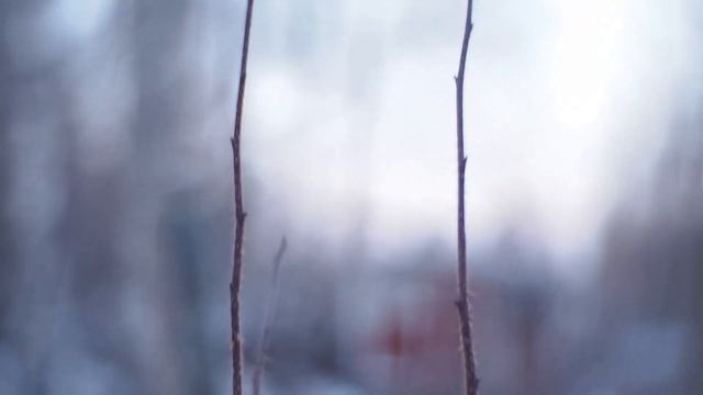 Fujian CCTV 35mm F1.7 C-mount lens on OM-D EM-5 test смотреть онлайн