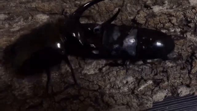 Chalcosoma chiron vs Dorcus titanus palawanicus смотреть онлайн