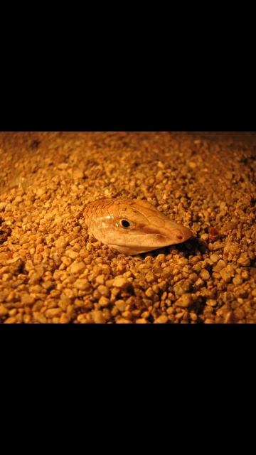 садовый сцин смотреть онлайн