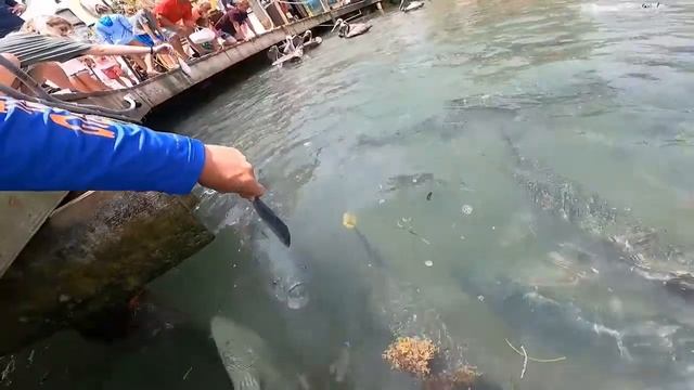 Hand Feeding Tarpon on a Dock смотреть онлайн