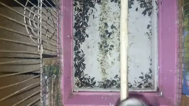 Седоголовый щегол смотреть онлайн