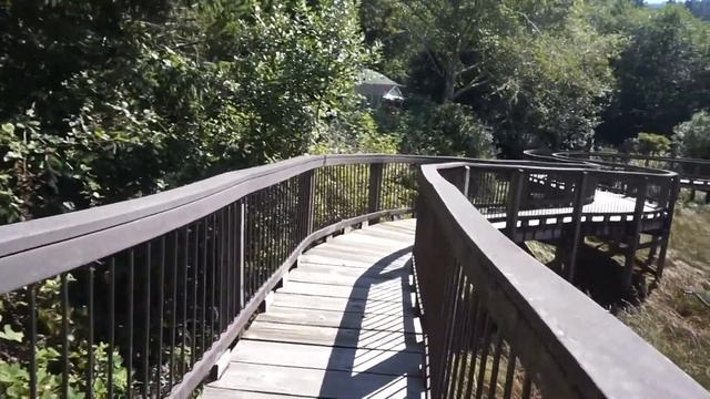 Oregon Mushrooms, Hiking and a Frog