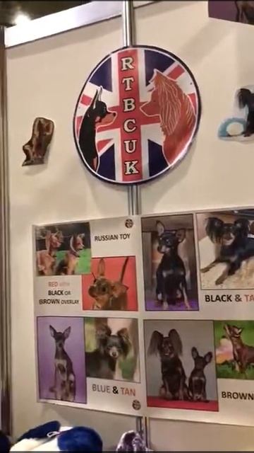 Стенд породы русский той на Крафт 2019 смотреть онлайн