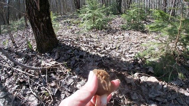 Погуляли и опять с грибами !!!!!