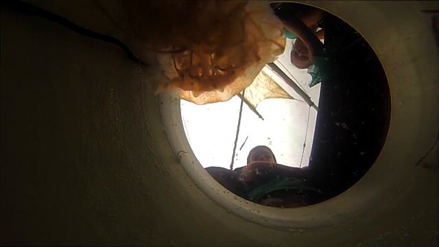 GoPro Jellyfish смотреть онлайн