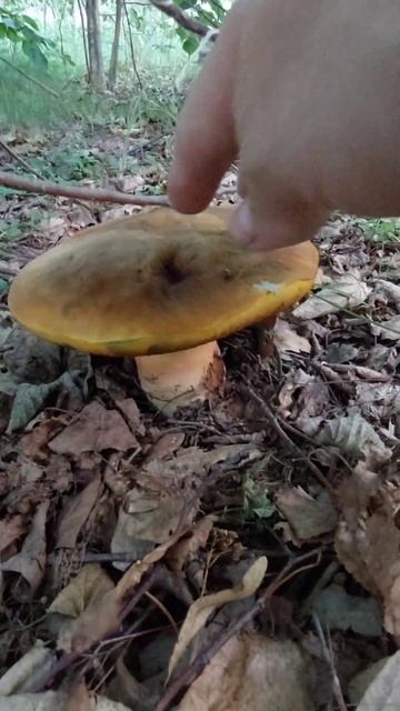 ГРИБ мутант ! СУПЕР Гриб! СБОР грибов 28 июля 2022 года ! #mushrooms #shorts #тихаяохота #boletus