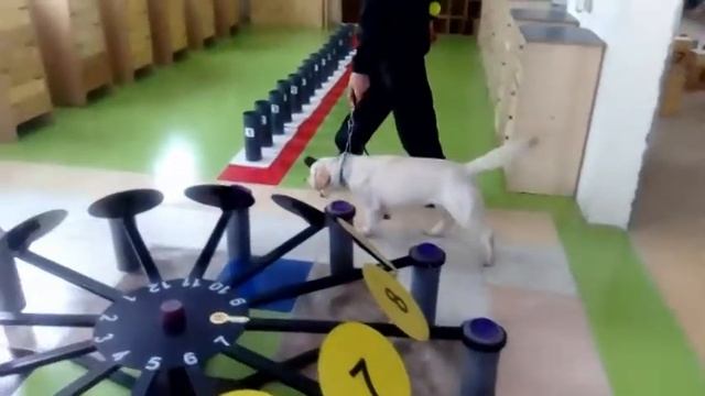 K-9 Best Detection № 12 KAMILA смотреть онлайн