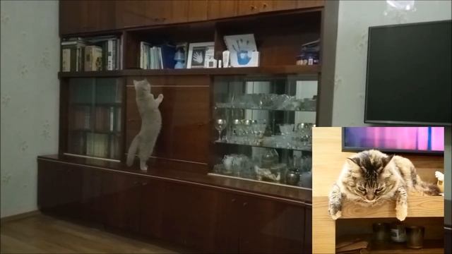 Кошек не обмануть!))) (26.07.21) смотреть онлайн