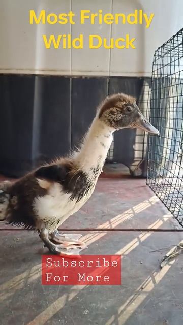 The most friendly wild duck #happyfarming #duckling #ducky #duck #duckybhai #ducks #duckface смотреть онлайн