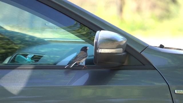 Junco & Mirror. Юнко и зеркало (2446sp) смотреть онлайн