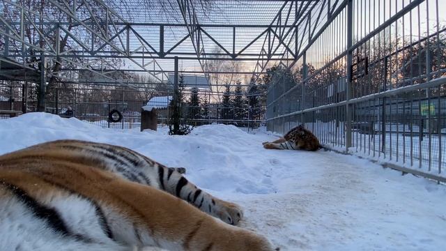 Что же с нейпроисходиткто нибудь скажет?🐯😁🤭 Мы то знаем😉 смотреть онлайн