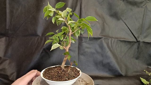 √4 фикус 133 Бенджамина  (Бонсай)