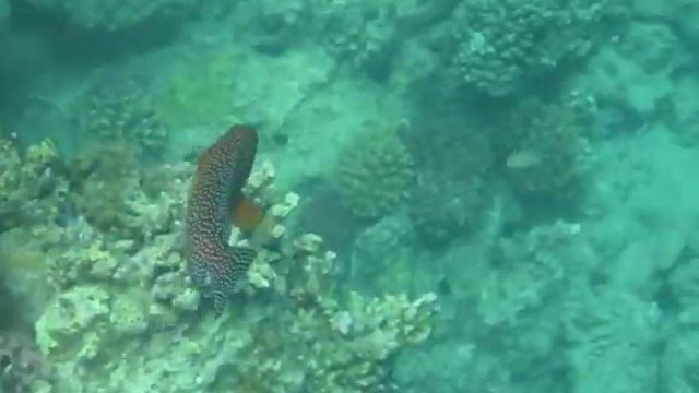 Juwelen-Zackenbarsch (Cephalopholis miniata) смотреть онлайн