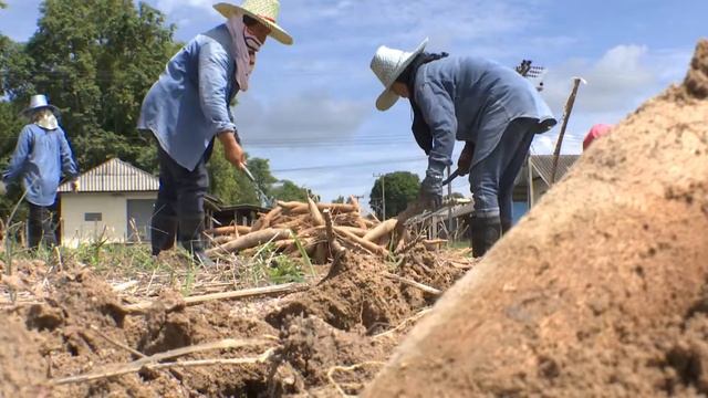ประเภทงานวิจัยประยุกต์ ระดับชมเชย "การตอบสนองของมันสำปะหลังต่อการจัดการธาตุอาหารในกลุ่มดินร่วนฯ" смотреть онлайн