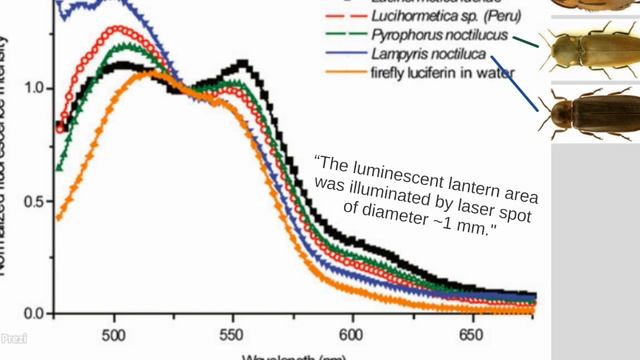 Glowing Roaches（螢光蟑螂）Insect Island Episode 33｜昆蟲島第33集 смотреть онлайн