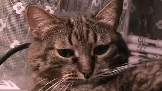 Кошка Сонька (1992-2010) под лампой смотреть онлайн