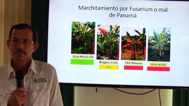 Agro y más: Marchitamiento por Fusarium oxisporum f. sp. cubense R4T. смотреть онлайн