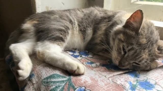 Временный дом для маленьких друзей (серия 13) смотреть онлайн