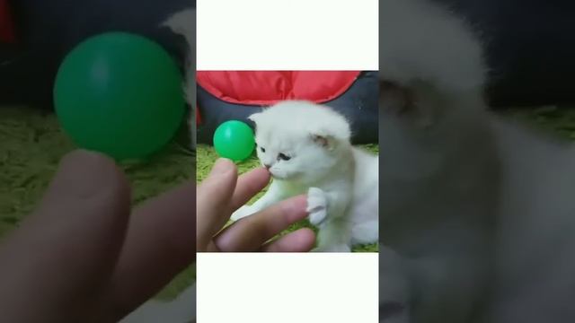 Британские котята смотреть онлайн
