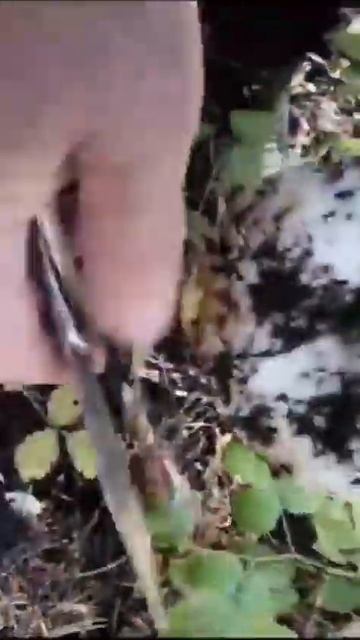 Всего за 1 день собрали Грибов на всю зиму. Засолка Грибов. Қыста саңырауқұлақтарды тұздау.