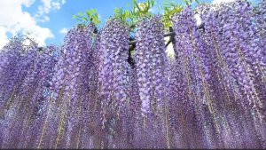 САДЫ ЯПОНИИ  ЦВЕТЕТ ГЛИЦИНИЯ Цветочный парк Асикага, 2024