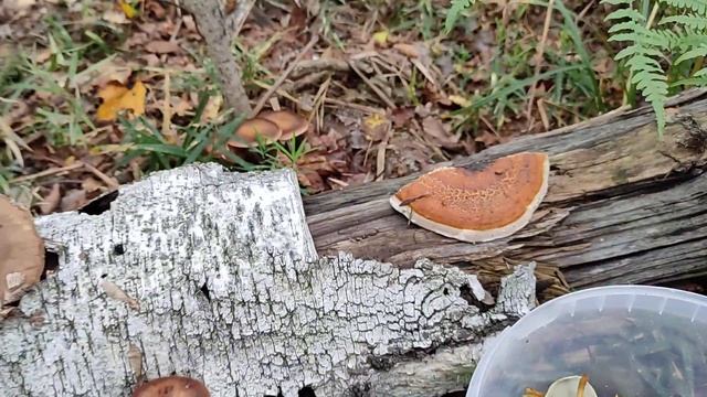 #осенниегрибы Грибной натюрморт. смотреть онлайн