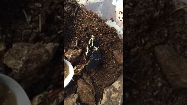 Piccoli innamorati смотреть онлайн