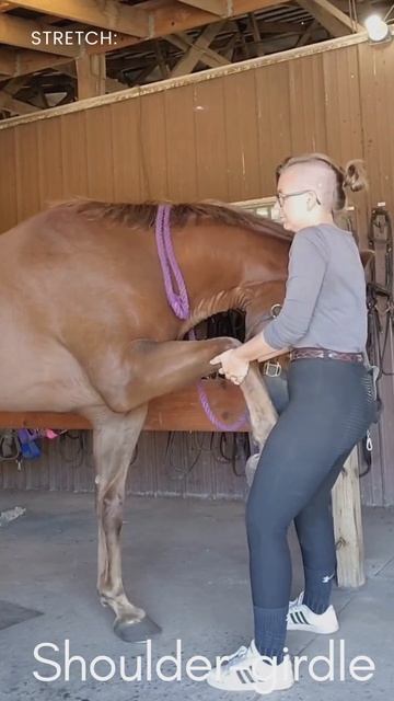 Explore Equine Anatomy: Mastering the Shoulder-Girdle Connection! #shorts #chiropractic #animalchir смотреть онлайн