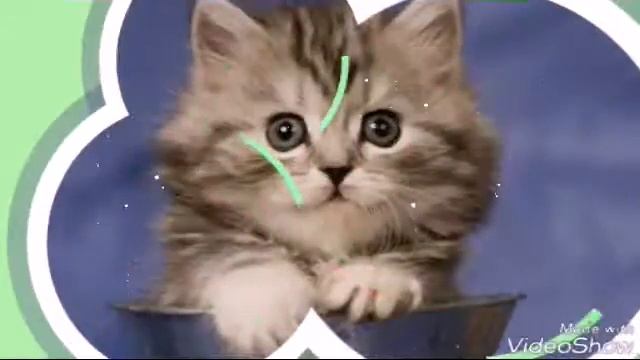 Какая ты кошка по знаку зодиака