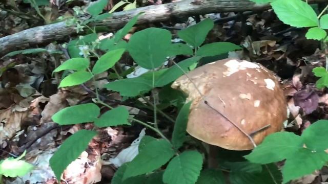 По грибы. Лумшоры. Закарпатье