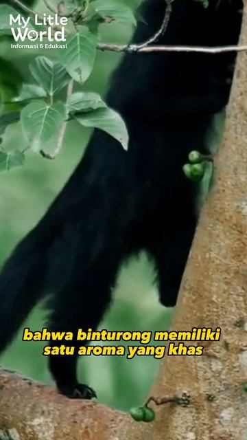 Binturong: Rahasia Tersembunyi Hewan Penuh Misteri! #shorts смотреть онлайн