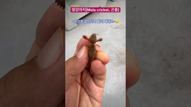 [경기-A414]#정체불명 #메뚜기 종류 #땅강아지 #곤충 #두더지 #앞다리 #불도저 #잡식성 #생태감수성 #생태교육 #insects #경기도 смотреть онлайн