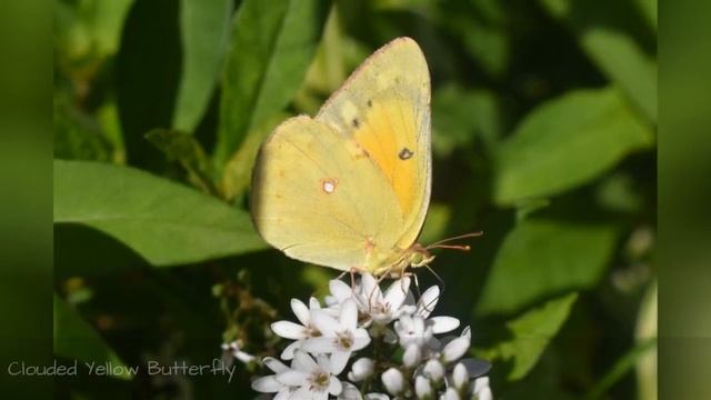 I Photograph Butterflies ! смотреть онлайн