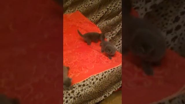 V 20170216 1921141 смотреть онлайн
