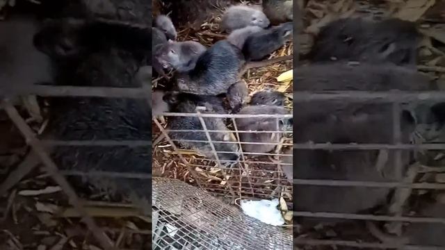 Нутрии кушают лапами как люди руками - Nutria eat with their paws like people eat with their hands смотреть онлайн