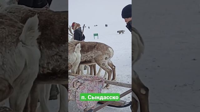 Буйный олень смотреть онлайн