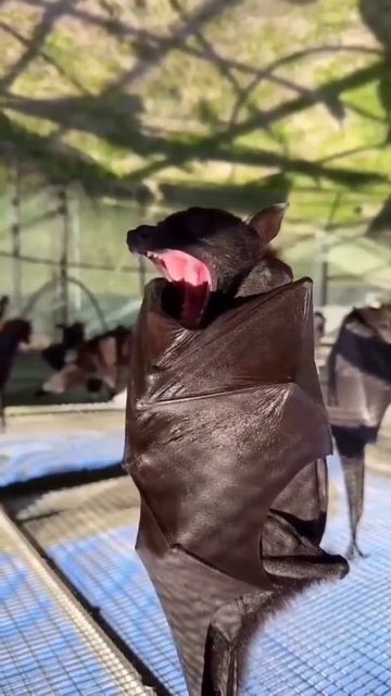 Летучая лисица🦇 short смотреть онлайн