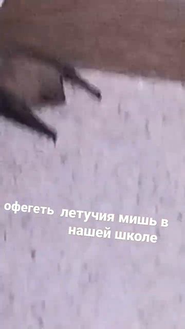 я в шоке #летучаямышь #вНашейШколе!! смотреть онлайн