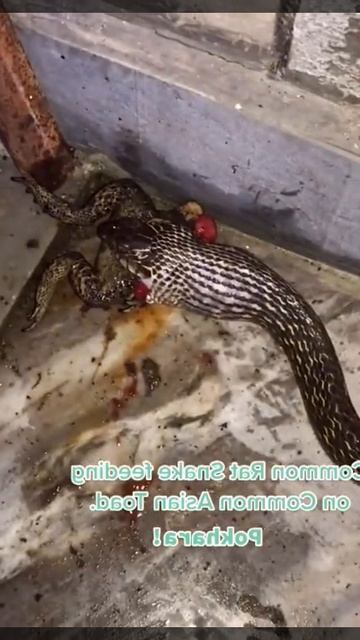 Banded kukri, Non venomous pokhara nepal savethesnake conservation rescue rohitgiri 13 смотреть онлайн